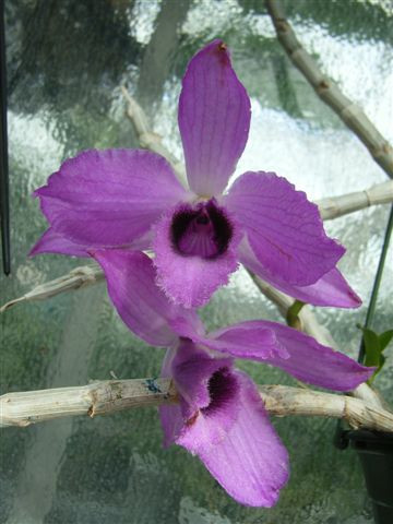 1 blühfähige Orchidee der Sorte: Dendrobium anosmum, 14cm Topf