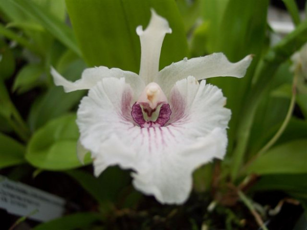 1 blühfähige Orchidee der Sorte: Cochleanthes x Kefersteinia, 12cm Topf