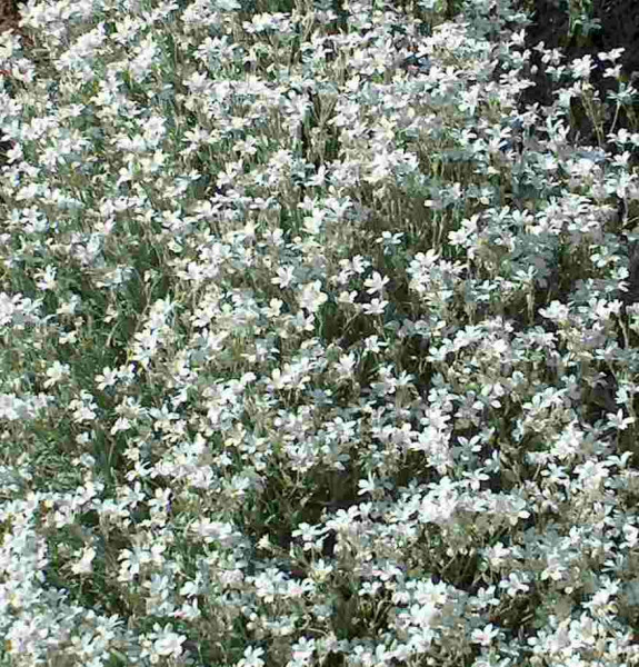 120 Bodendecker Silberblatt, weiße Blüten, Polster