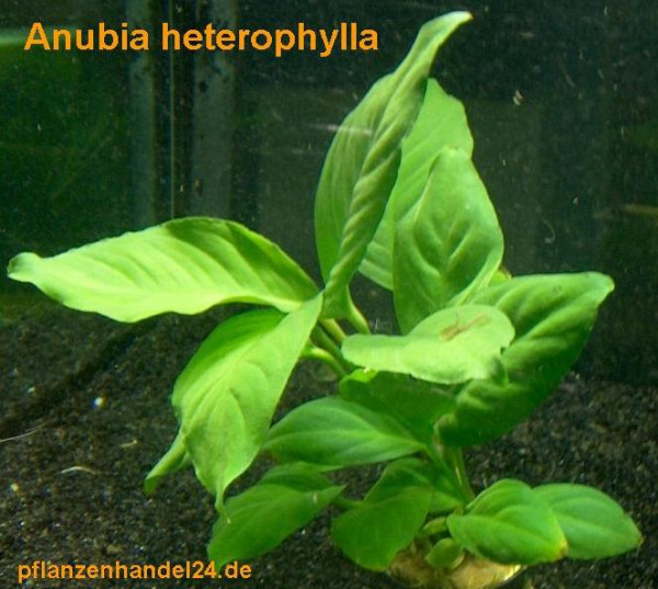 1 Topf Anubia Heterophylla, große Anubia