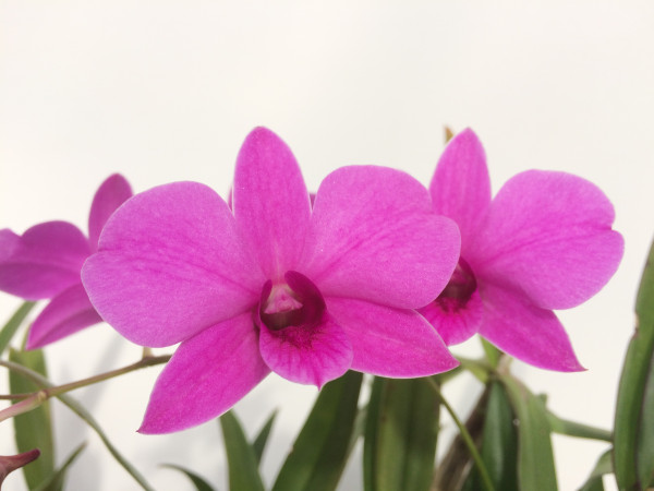 1 blühfähige Orchidee der Sorte: Dendrobium phalaenopsis pink compact, traumhafte Orchidee vom deut