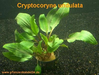 1 Topf Cryptocoryne undulata, Wasserpflanze