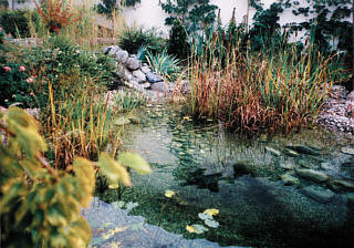 Teichpflanzen XL - Set, mindestens 13 Sorten Teich