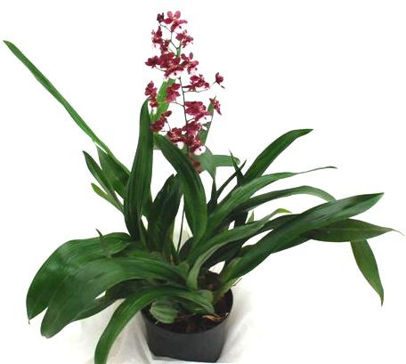 1 blühfähige Orchidee der Sorte: Oncidium Sharry Baby, 16cm Topf