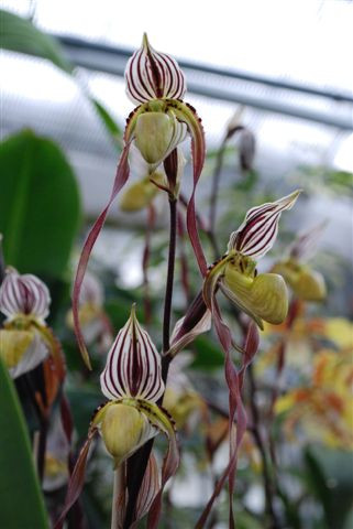 1 blühfähige Orchidee der Sorte: Paphiopedilum philipinense, 12cm Topf