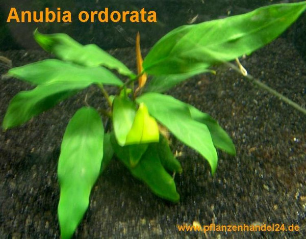 1 Topf Anubia ordorata, Wasserpflanzen