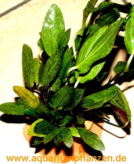 Pflanzenring mit Topf Echinodorus, Wasserpflanzen