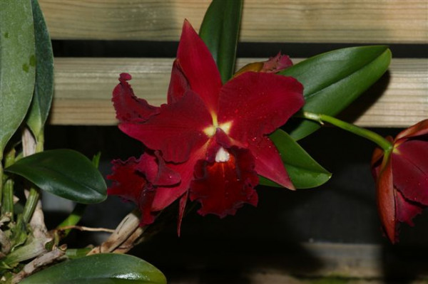 1 blühfähige Orchidee der Sorte: Slc. Mae Hawkins 'Miya', 13-14cm Topf