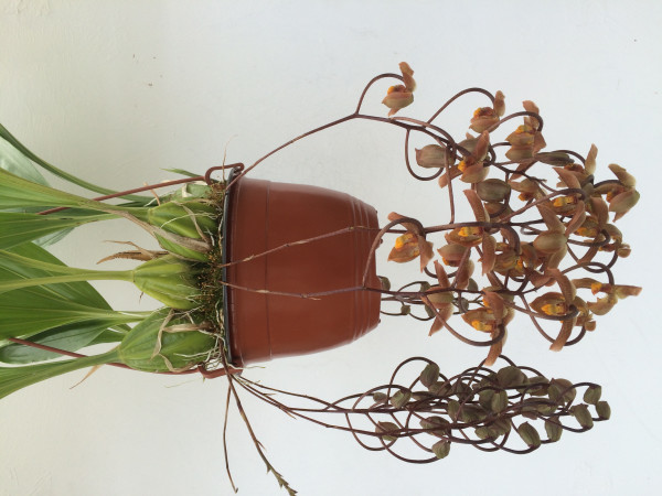 1 blühfähige Orchidee der Sorte: Gongora galeata, traumhafte Orchidee vom deutschen Züchter