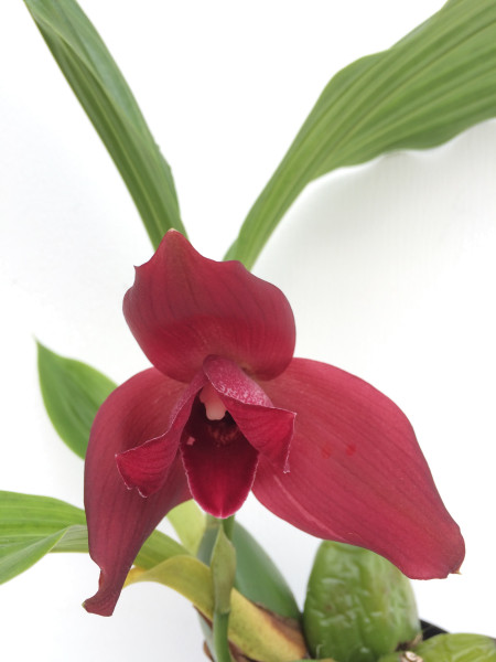 1 blühfähige Orchidee der Sorte: Lycaste Costata Black Diamond x Angulocaste Red Jewel , traumhafte