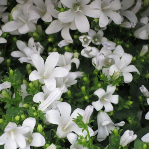 10 getopfte Pflanzen weiß blühend in Gärtnerqualität, mindestens 3 Sorten, weißer Garten