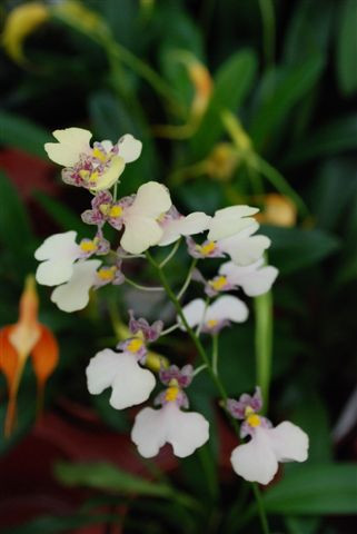 1 blühfähige Orchidee der Sorte: Ionocidium, 9cm Topf