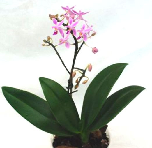 1 blühfähige Orchidee der Sorte: Phalaenopsis equestris, 12cm Topf
