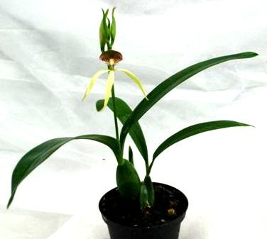 1 blühfähige Orchidee der Sorte: Encyclia Green Hornet, 9cm Topf
