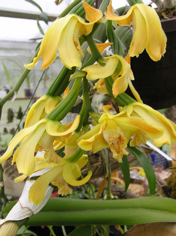 1 blühfähige Orchidee der Sorte: Chysis laevis, 16cm Topf