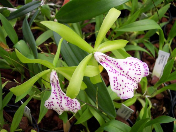1 blühfähige Orchidee der Sorte: Brassavola nodosa x C. binosa, 14 cm Topf