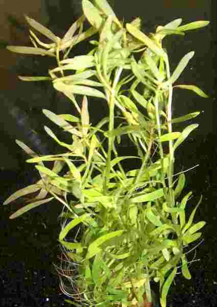 1 Topf Trugkölbchen, Heteranthera zosterifolia