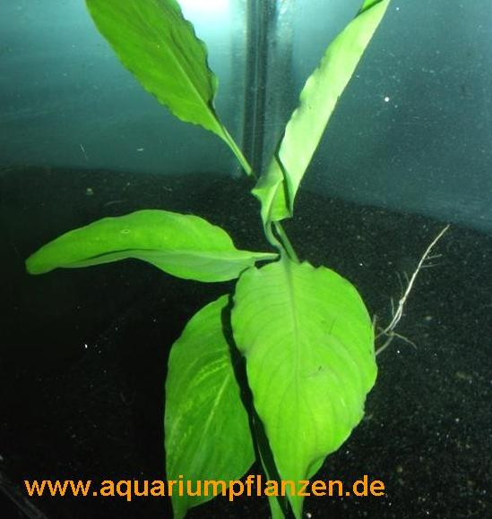 1 Topf Spathiphyllum petite, Speerblatt barschfest