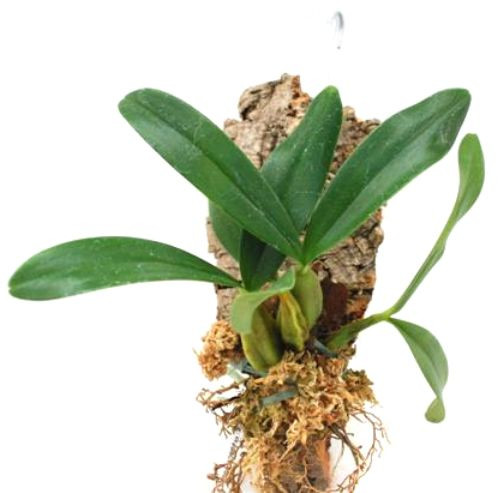 1 blühfähige Orchidee der Sorte: Bulbophyllum falcatum, aufgebunden