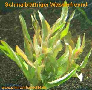 1 Bund Schmalblättriger Wasserfreund, angustifolia