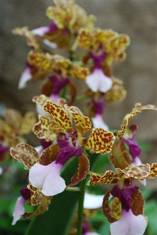 1 blühfähige Orchidee der Sorte: Oncidium lanceanum Hybride, 13cm Topf, starker Duft