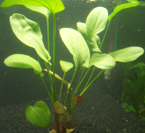 1 lose Pflanze Echinodorus Osiris, Aquarienpflanze