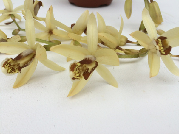 1 blühfähige Orchidee der Sorte: Coelogyne massangeana/ tomentosa, traumhafte Orchidee vom deutsche