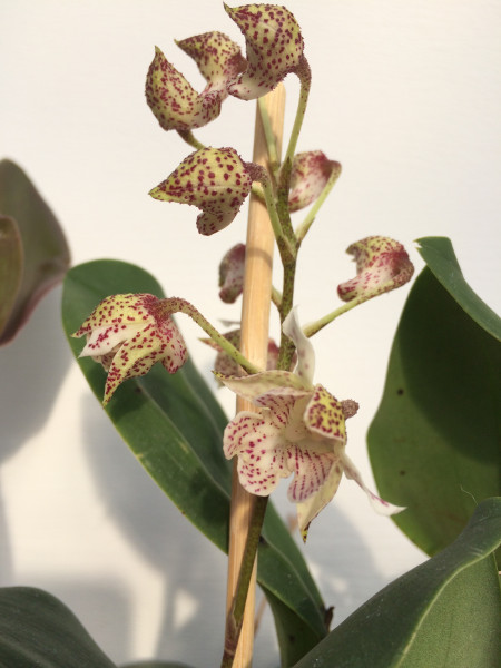 1 blühfähige Orchidee der Sorte: Dendrobium aberans x polysema, traumhafte Orchidee vom deutschen Z