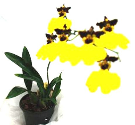 1 blühfähige Orchidee der Sorte: Oncidium Joakim, aufgebunden oder 13cm Topf