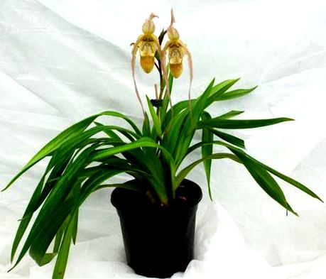 1 blühfähige Orchidee der Sorte: Phargmipedium walissi x pearcei, 11cm Topf