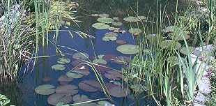 Anti Algen Set für den Teich, Wasserpflanzen, Schwimmpflanzen