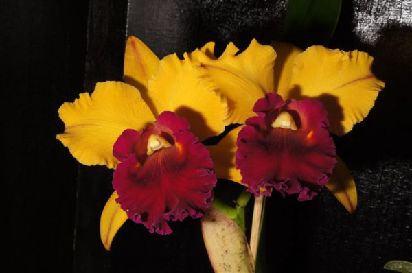 1 blühfähige Orchidee der Sorte: Blc. Chun Yeah, 14-16cm Topf