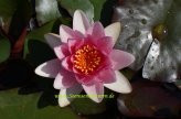 1 SEEROSE der Sorte Masaniello, dunkelrosa Blüte
