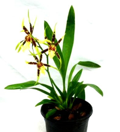 1 blühfähige Orchidee der Sorte: Brassia Tosca, 13cm Topf