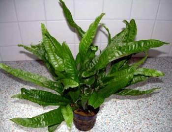 1 Javafarn Mutterpflanze XXL 30-40 cm, für Ihr Aquarium, Microsorium