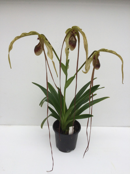 1 blühfähige Orchidee der Sorte: Phragmipedium humboldii, traumhafte Orchidee vom deutschen Züchter