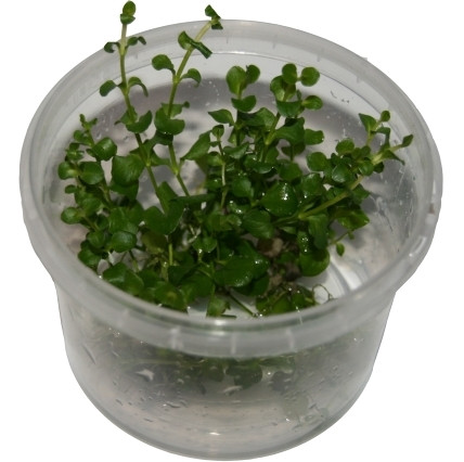 1 Dose Bacopa monnieri in vitro, Fettblatt, Wasserpflanzen steril angezogen