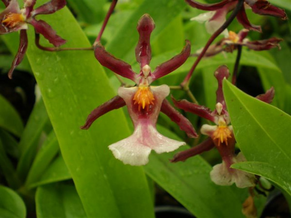 1 blühfähige Orchidee der Sorte: Oncidium Kathrin Zorch, 12cm Topf, starker Duft