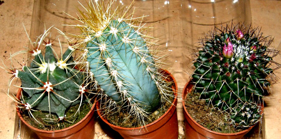 1 getopfter Kaktus für Terrarien und Fensterbänke Kakteen
