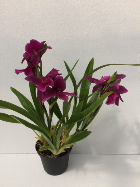 1 blühfähige Orchidee der Sorte: Miltonia Honululu Warners Best, traumhafte Orchidee vom deutschen