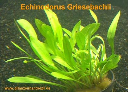 1 Topf Echinodorus Griesebachii, Aquarienpflanzen