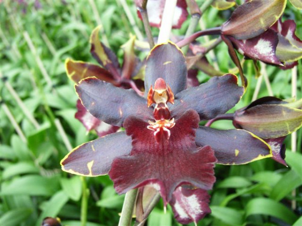 1 blühfähige Orchidee der Sorte: Colamanaea Wildcat, 12cm Topf