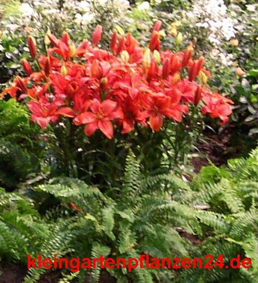 10 getopfte Pflanzen rot blühend in Gärtnerqualität, mindestens 3 Sorten, roter Garten