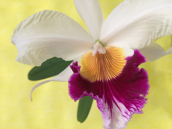 1 blühfähige Orchidee der Sorte: Laelia purparata, traumhafte Orchidee vom deutschen Züchter