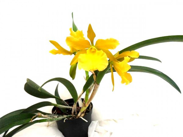1 blühfähige Orchidee der Sorte: Bc. Yello Bird, 14-16cm Topf, farbwechselnd
