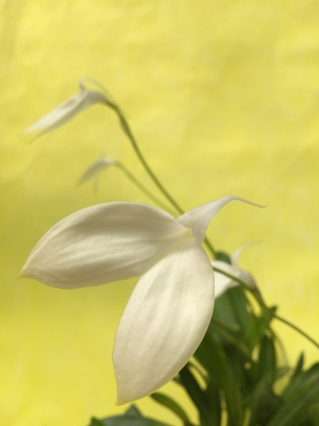 1 blühfähige Orchidee der Sorte: Masdevallia coccinea alba , traumhafte Orchidee vom deutschen Züch