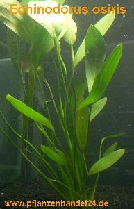 1 Topf Echinodorus Osiris, Aquariumpflanzen