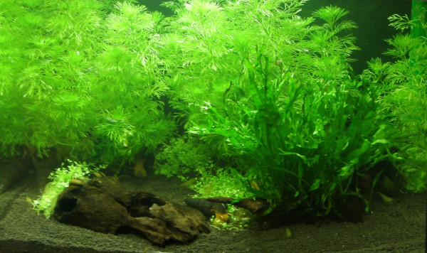 Aquariumpflanzen Sortiment für 100 l Aquarium (15)