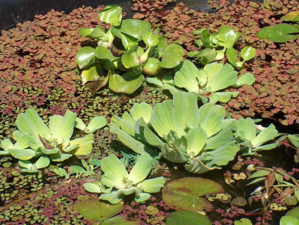 5 lose Uferpflanzen, 2 große Schwimmpflanzen Teich