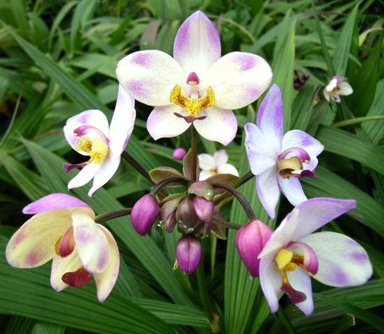 1 blühfähige Orchidee der Sorte: Spathoglottis, 13cm Topf